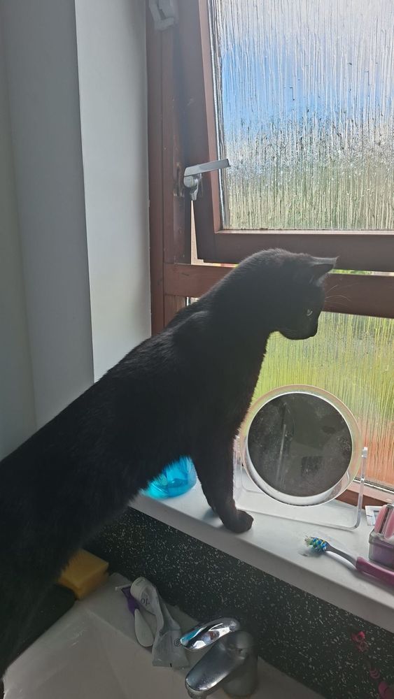 A photo of smudge looking out the bathroom window 