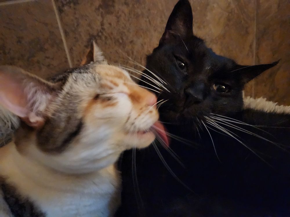 Reya and Nemo Part 1: A New Lick