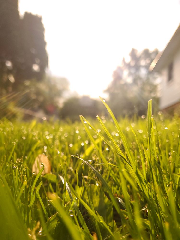 Photograph of a front yard during a dewey morning. The focus is on a few blades of grass, droplets of small liquid right at the ends of each leaf. This photo has a vertical ratio, with a yellowish hue to the atmosphere.
