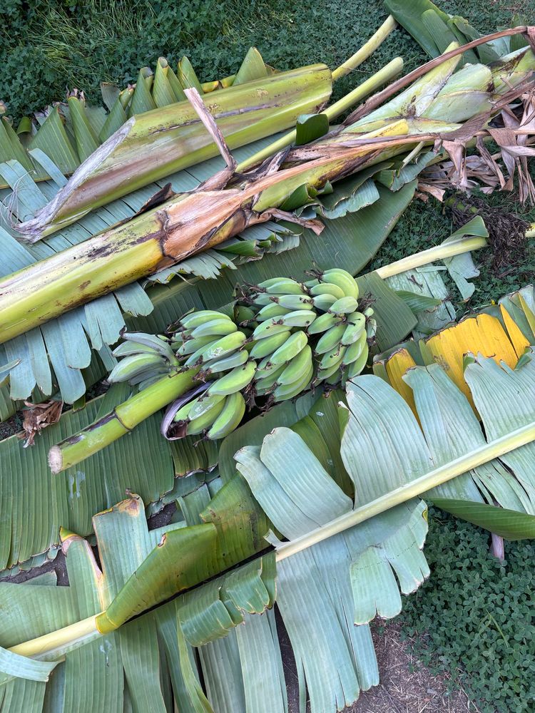 Cut up trunk and leaves from a banana plant. Bananas still in the stock. 