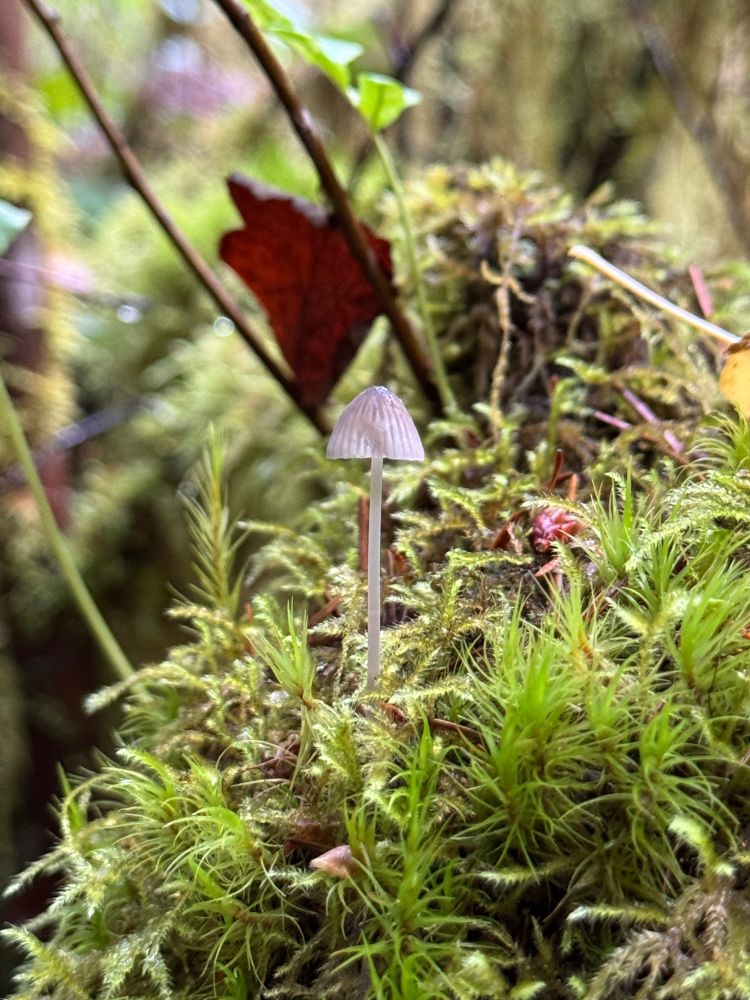 macro photo of a small mycena mushroom surrounded by moss