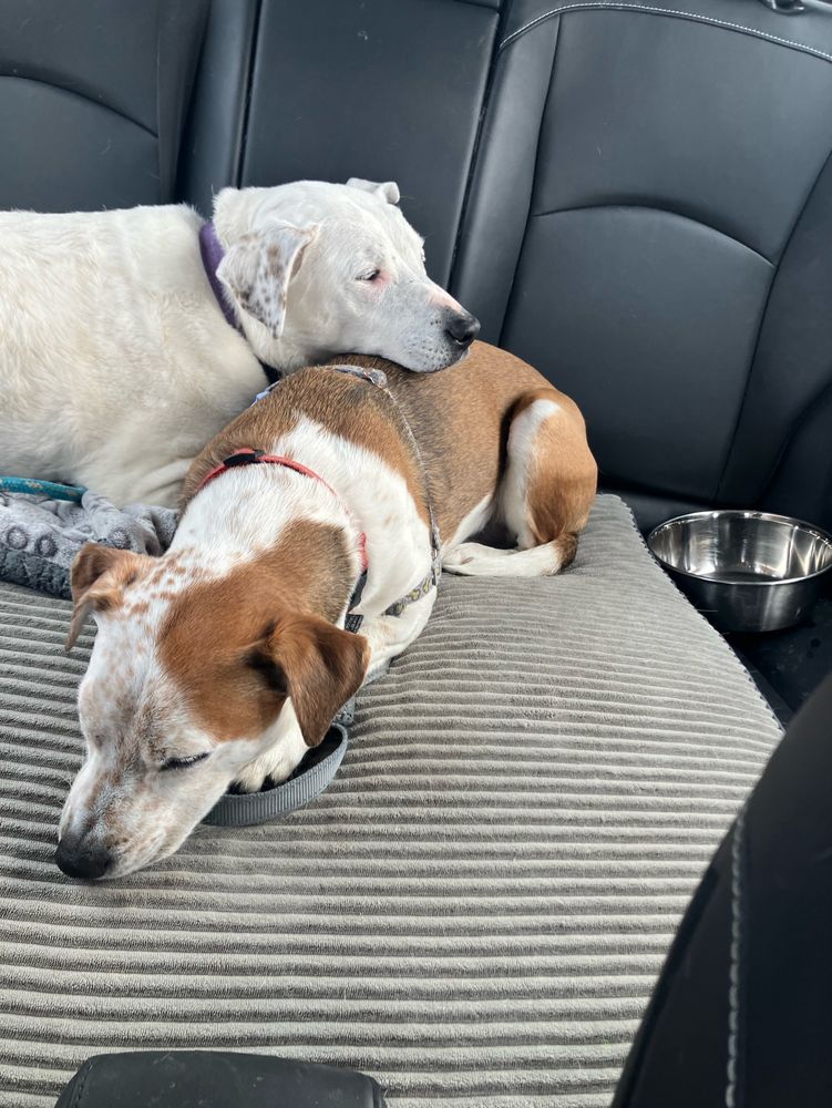 A white dog and a brown and white dog sleeping on a dog bed in a car with a water bowl in the background. The white dog, Dina, is sleeping with her head on the back of the brown dog, Habibi.