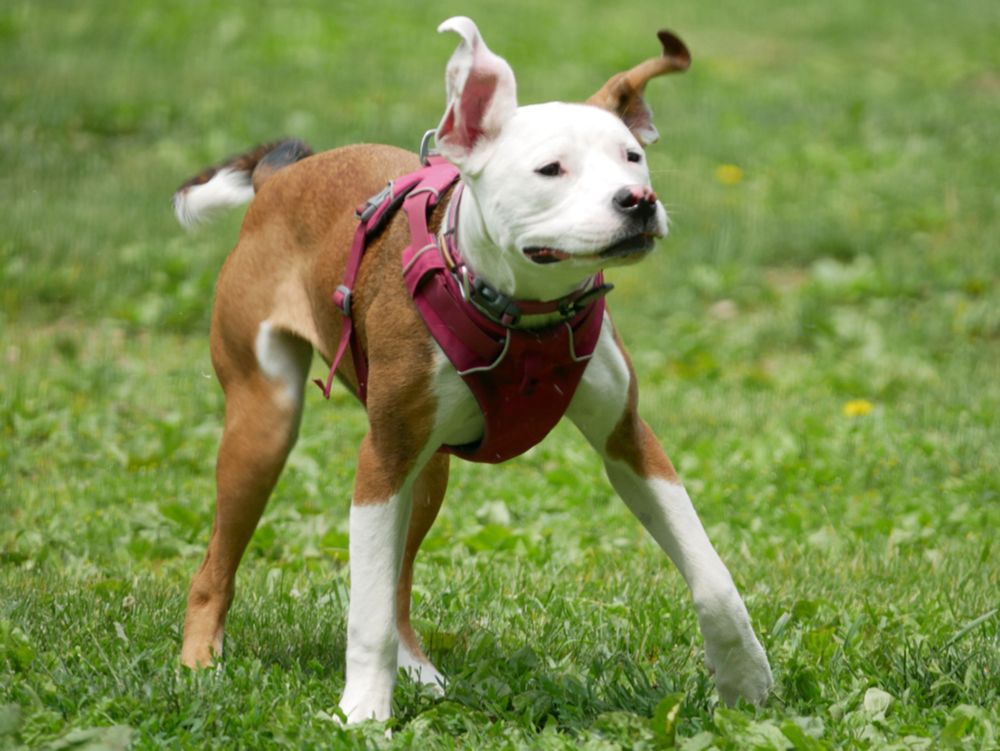 A red/brown and white pit mix standing in a green grass field with one front paw lifting and her ears fluttering in the air. 