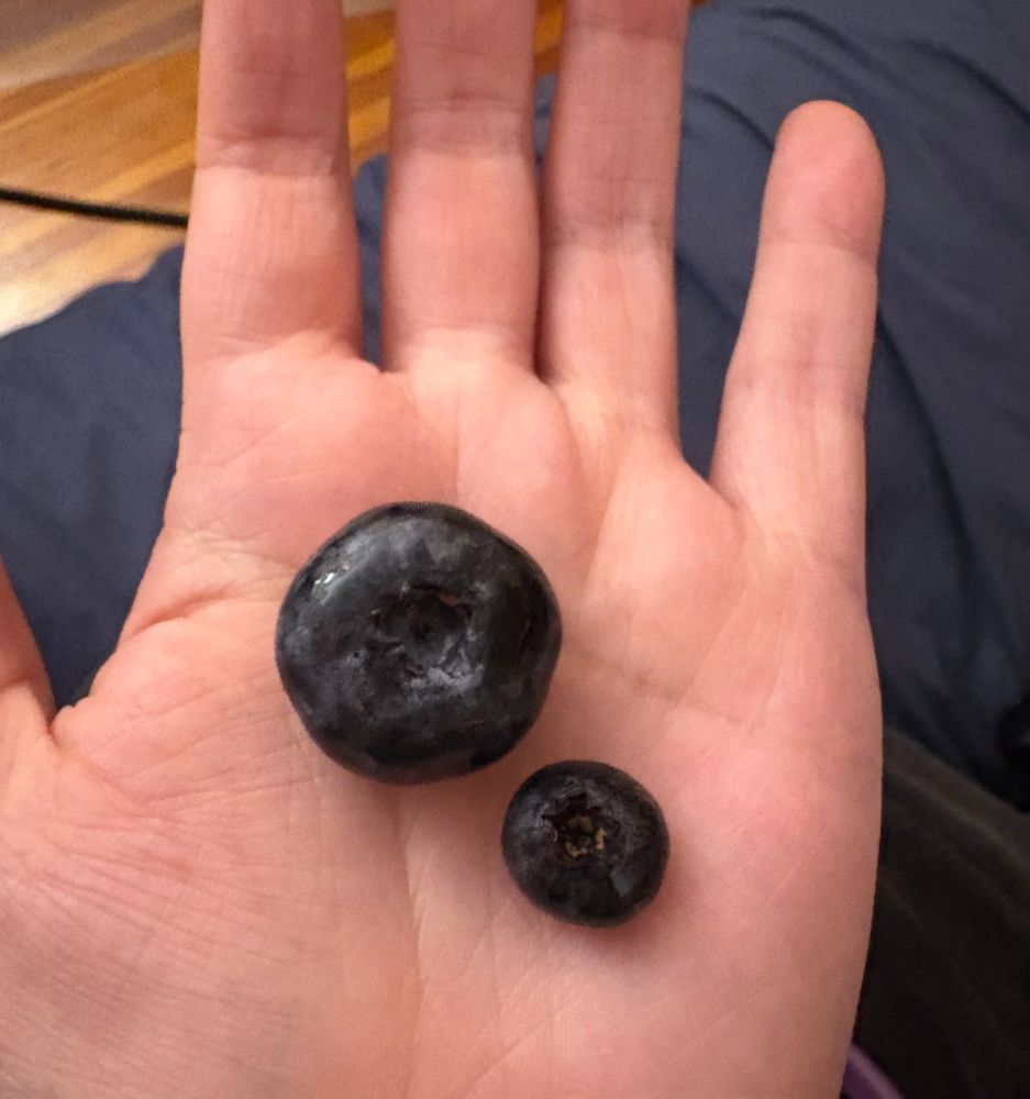 Two blueberries in the palm of my hand, the one on the right is a regular-sized blueberry and the one on the left is triple in size 