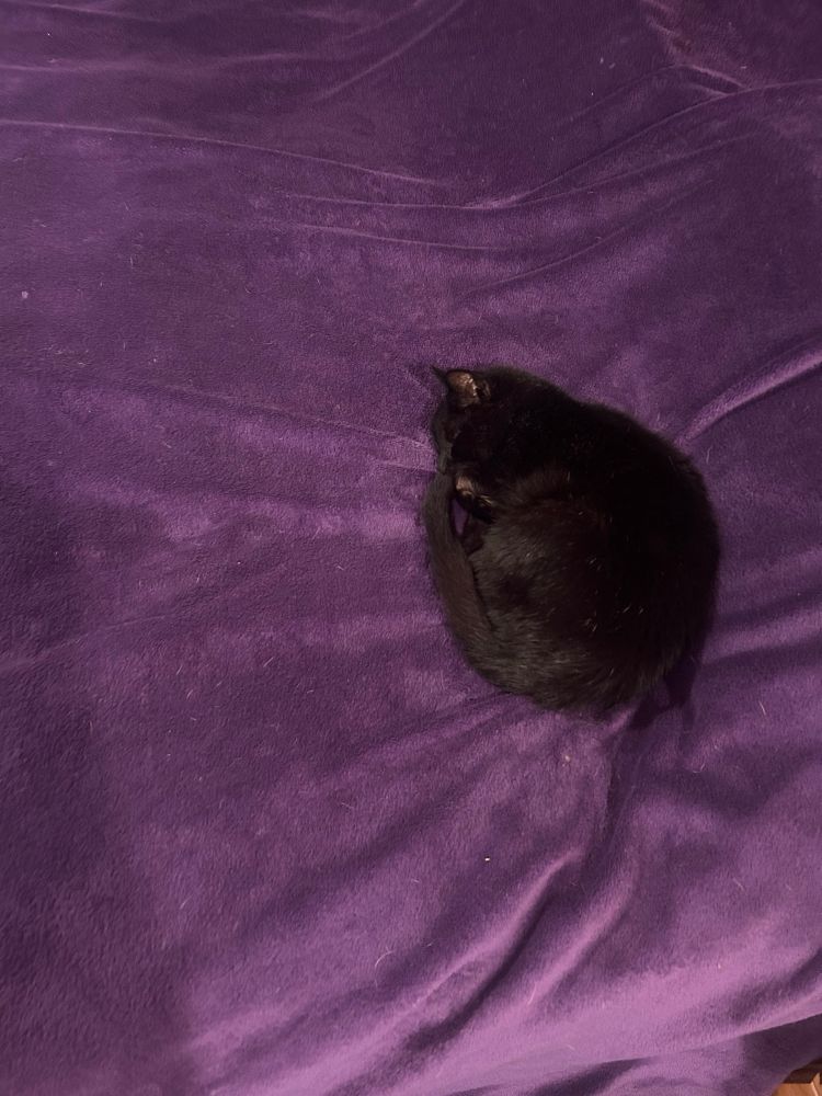 Black cat curled up on purple bed