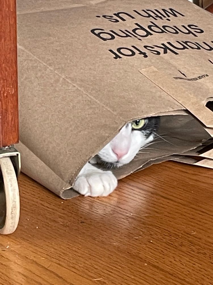 Cat peeping out of grocery bag