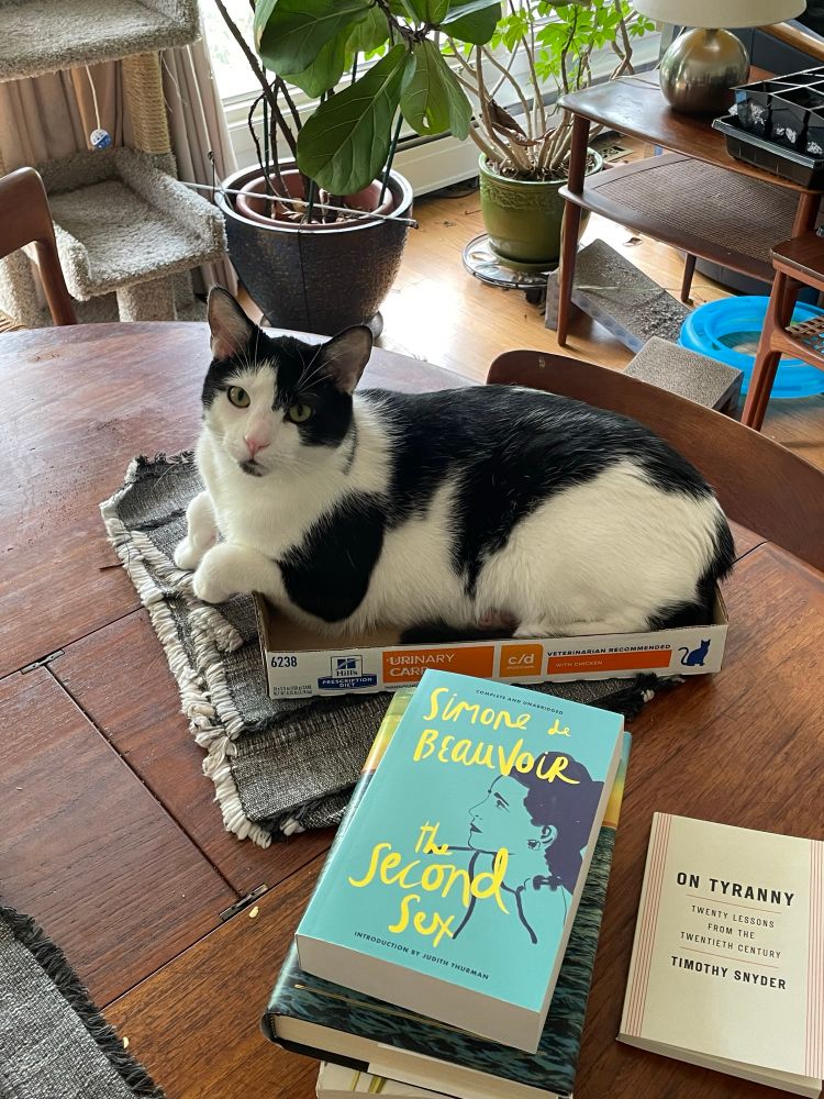 Black and white cat sitting in box
