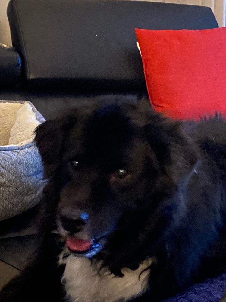 Lola the sweet dog enjoying Nuggets basketball