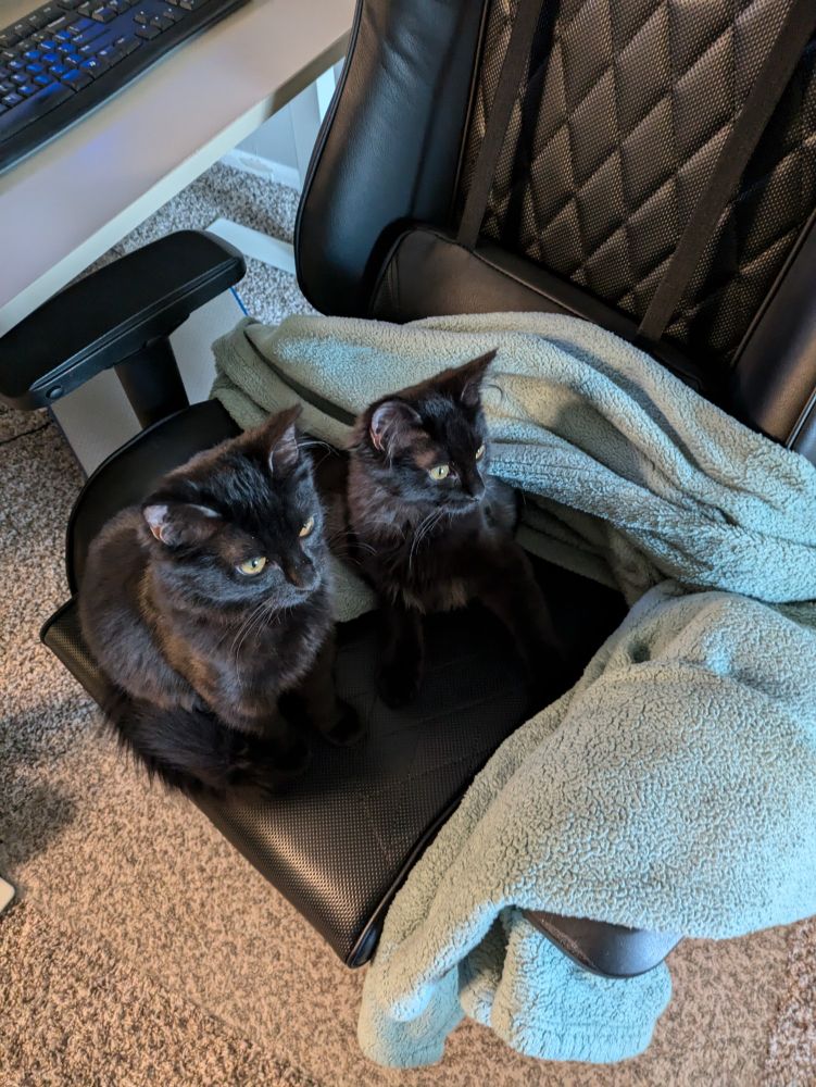 Two black cats sitting on a black chair with a green blanket. They are looking away from the camera at something more important than the human trying to sit in their seat.