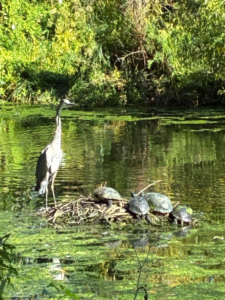 Heron on its nest with 4 turtles taking over