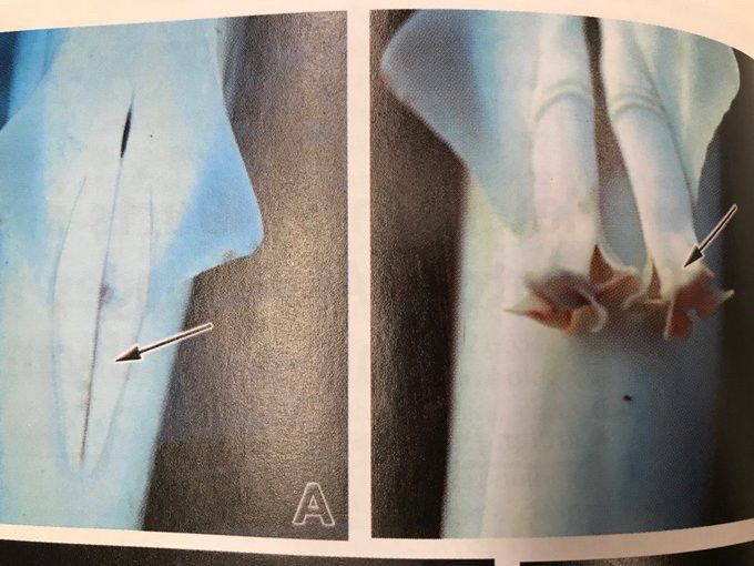 A photo of a shark, showing the claspers and the splayed clasper spurs. Picture from Jones et al. pictured in Hamlet et al. 2005