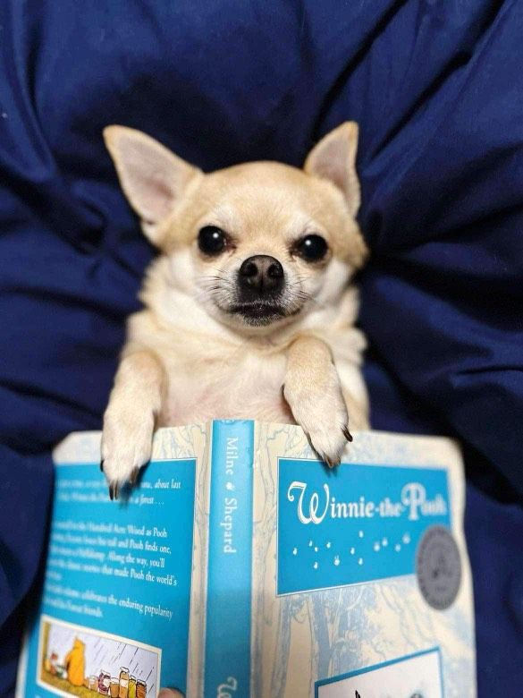 A small beige Chihuahua lying on a blue blanket, with its front paws resting on an open book titled "Winnie-the-Pooh” with a drawing of a small yellow bear with a red shirt. The dog's expression is calm and attentive, and its ears are perked up.
