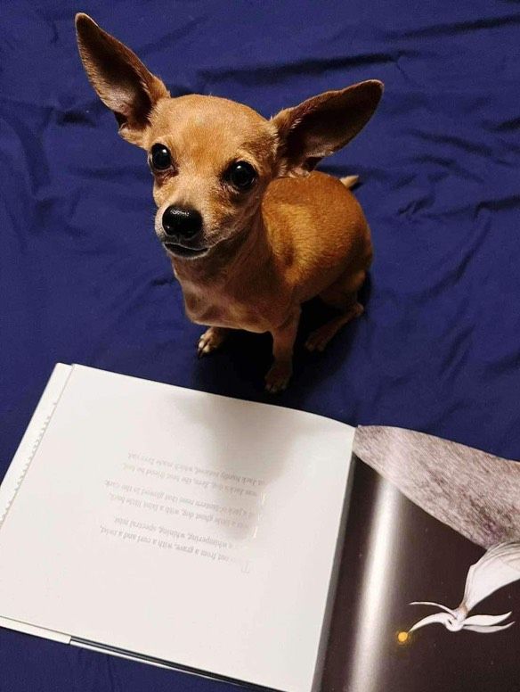 A small brown Chihuahua sitting on a dark blue surface, looking directly at the camera. In front of the dog is an open book, with one page displaying text and the other showing an illustration of a ghost dog. The dog's ears are perked up, and its expression is attentive.
