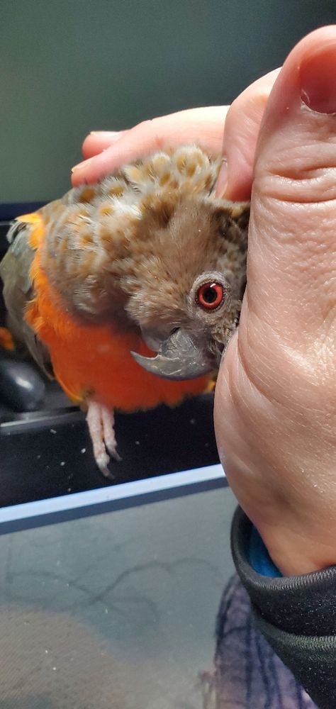 An african red-bellied parrot sitting on a monitor, leaning into a hand that's scratching his head.