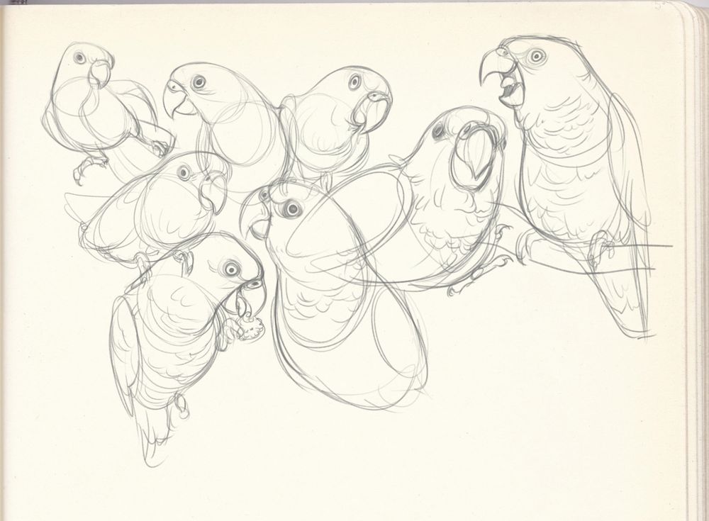 Sketches of african red-bellied parrots overlapping one another on a page.