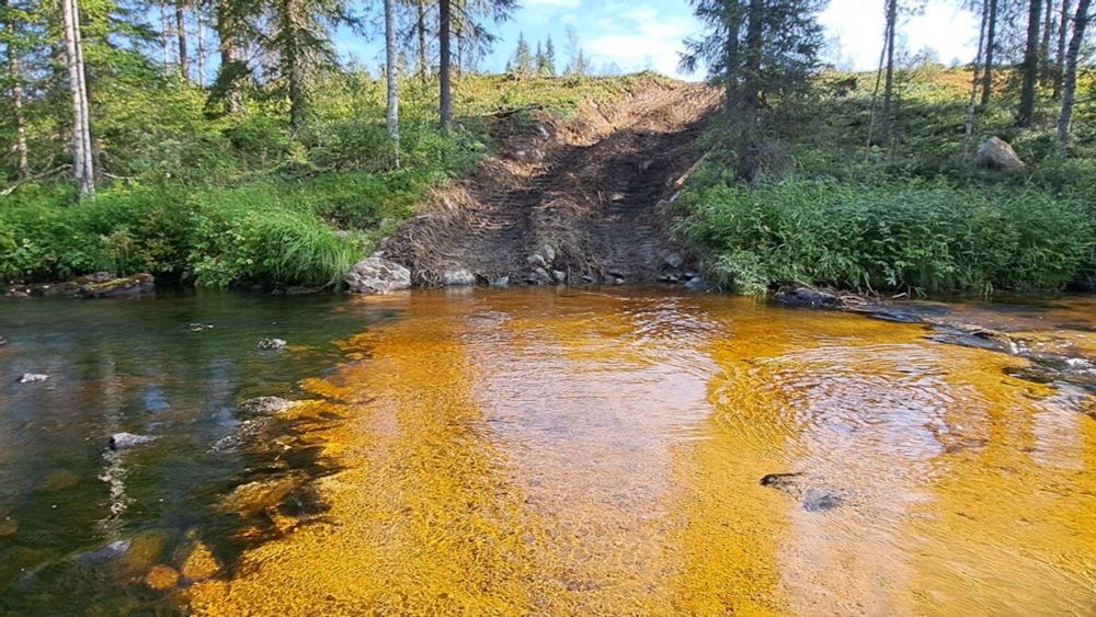 Katso video: Tutkija kuvasi, kun tuhannet raakut tuhoutuivat – ”Metsäkoneen kuljettaja suhtautui ylimielisesti”