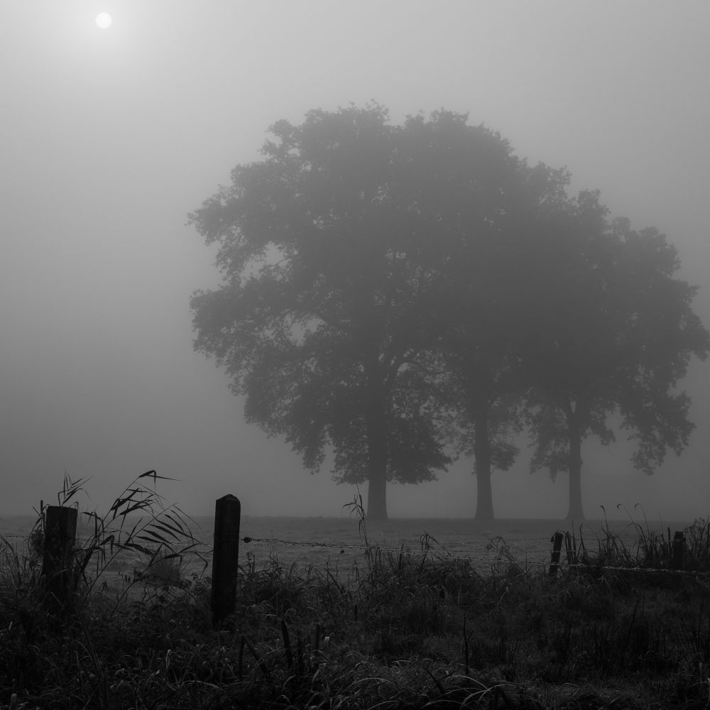 Bomen in de mist in zwart wit 
