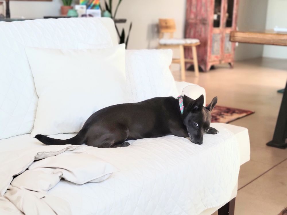 Small black chiweenie being ridiculously cute. 