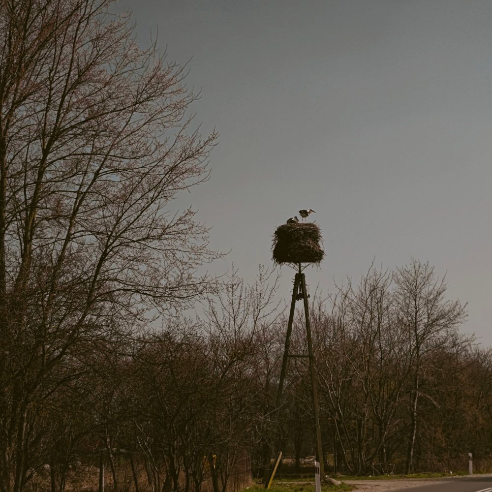 Same as the 1st photo, but it's not zoomed in, you see the surrounding forest and a part of the road and also the filter is different 