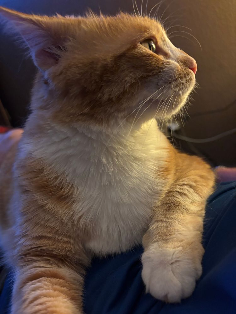 Saoirse the orange tabby looking camera right.