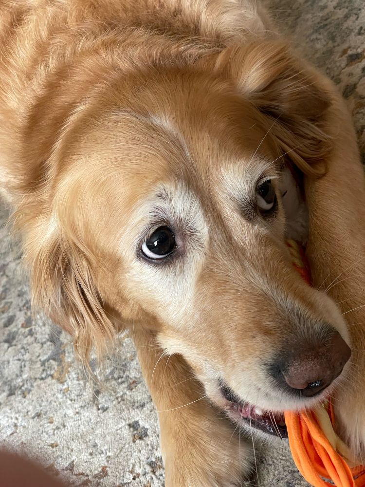Penny, a happy golden retriever with light markings around her eyes and muzzle is chomping on an orange toy.