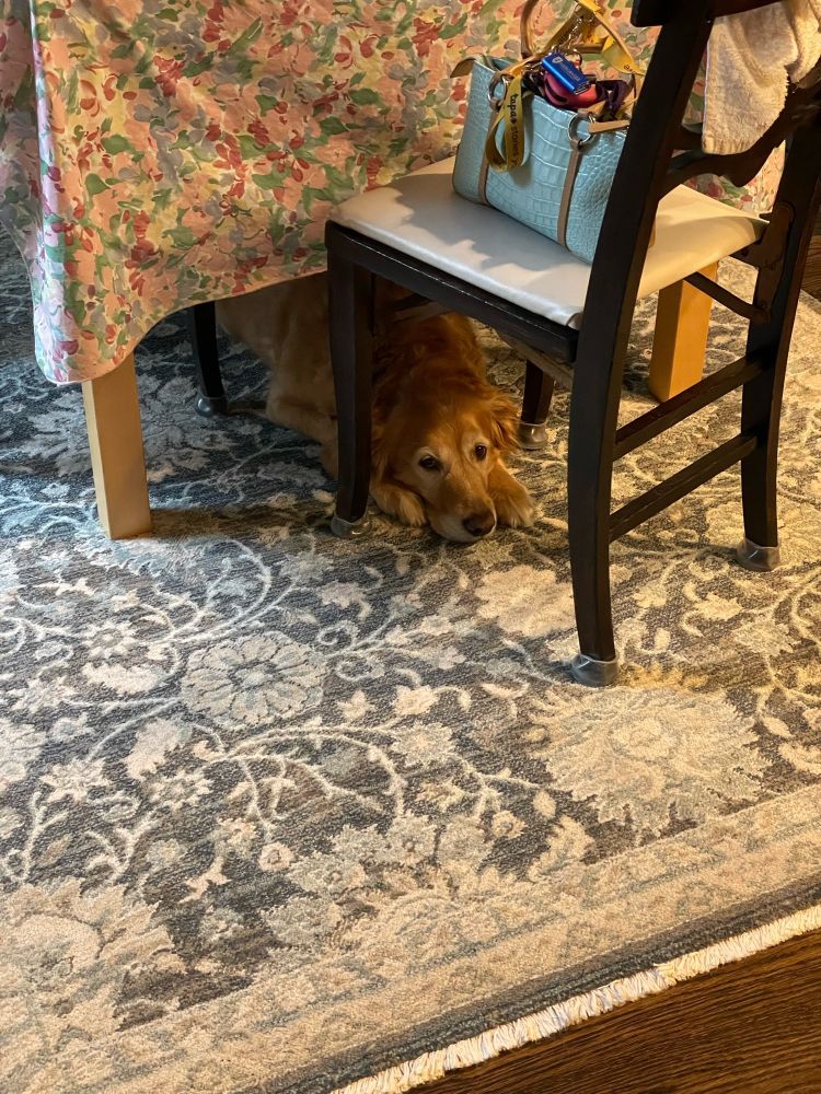 A gold dog patiently waiting under a table and chair for someone to play with her