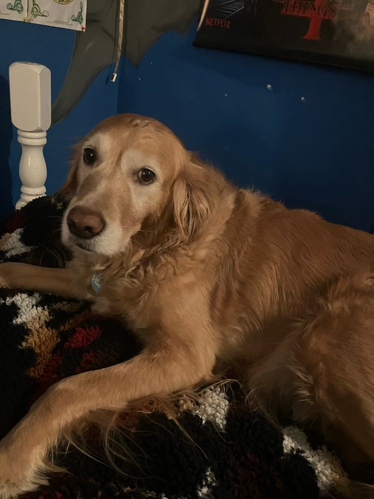 Penny, a light orange colored golden retriever looks like she could use some treats as she is staring at the camera while lying on a colorful blanket 
