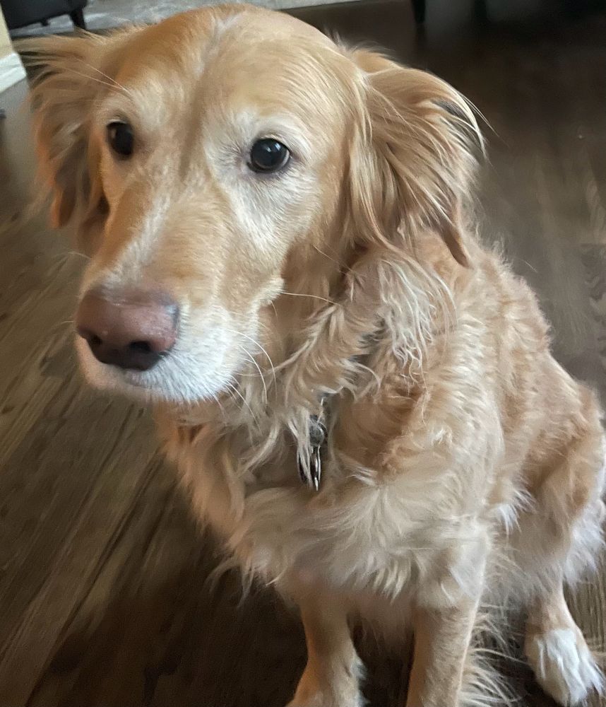 An alert adult yellow golden retriever dog sitting on a dark wood floor