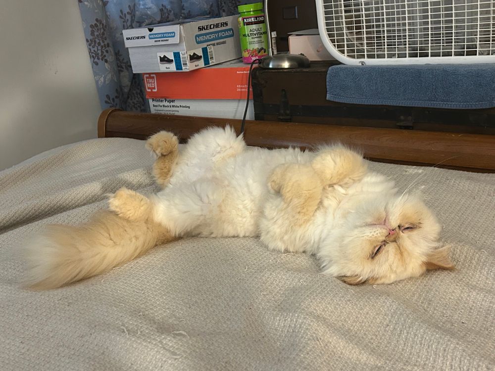 Beethoven on his back half-asleep like a goofy goober