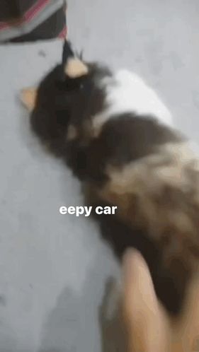 a person petting a cat with the words eepy car written above it