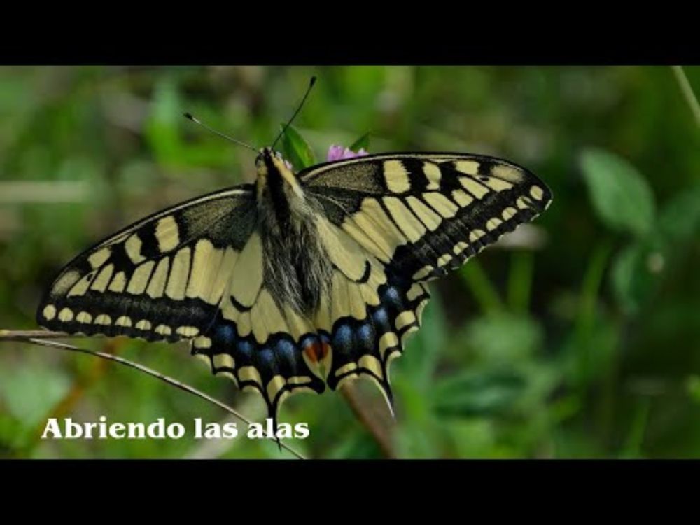 Vídeo del proyecto "Abriendo las alas"