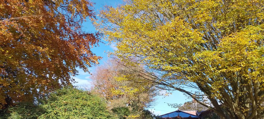 A proper mix of leaf colours this glorious morning 