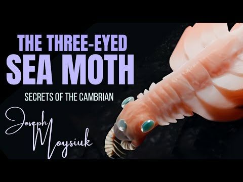 THE SEA MOTH - Secrets of the Cambrian ~ with DR JOSEPH MOYSIUK