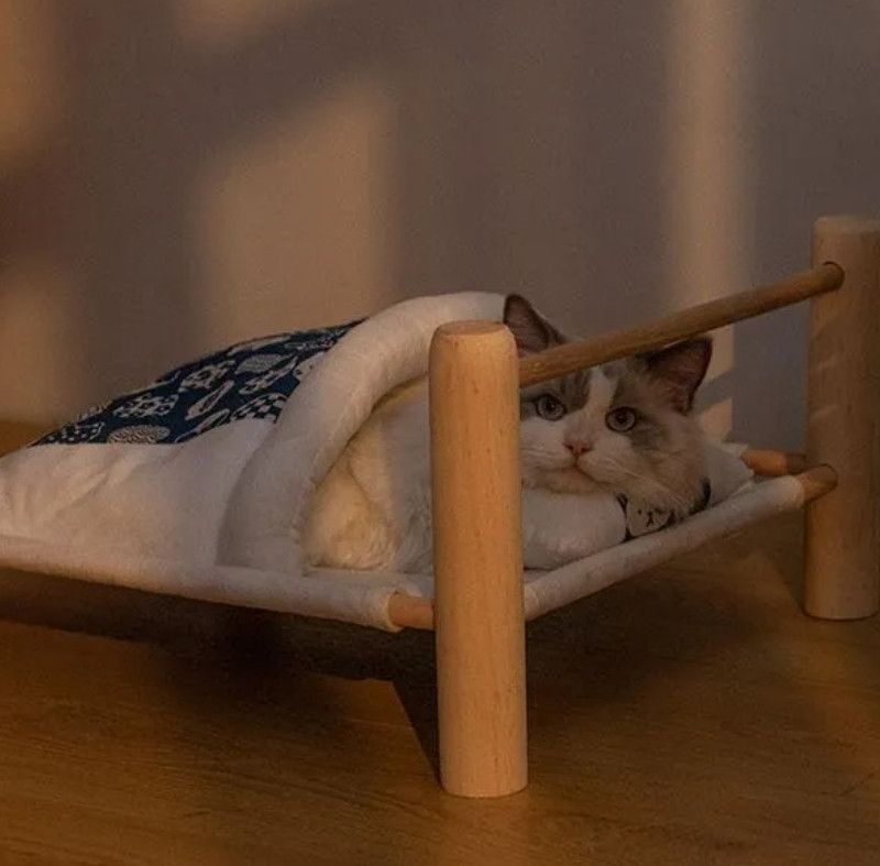 Braun-weiße Katze liegt zugedeckt in einem kleinen Bettchen. Die Abendsonne scheint durch ein Fenster auf sie und sie schaut von ihrem Kopfkissen auf, in die Kamera