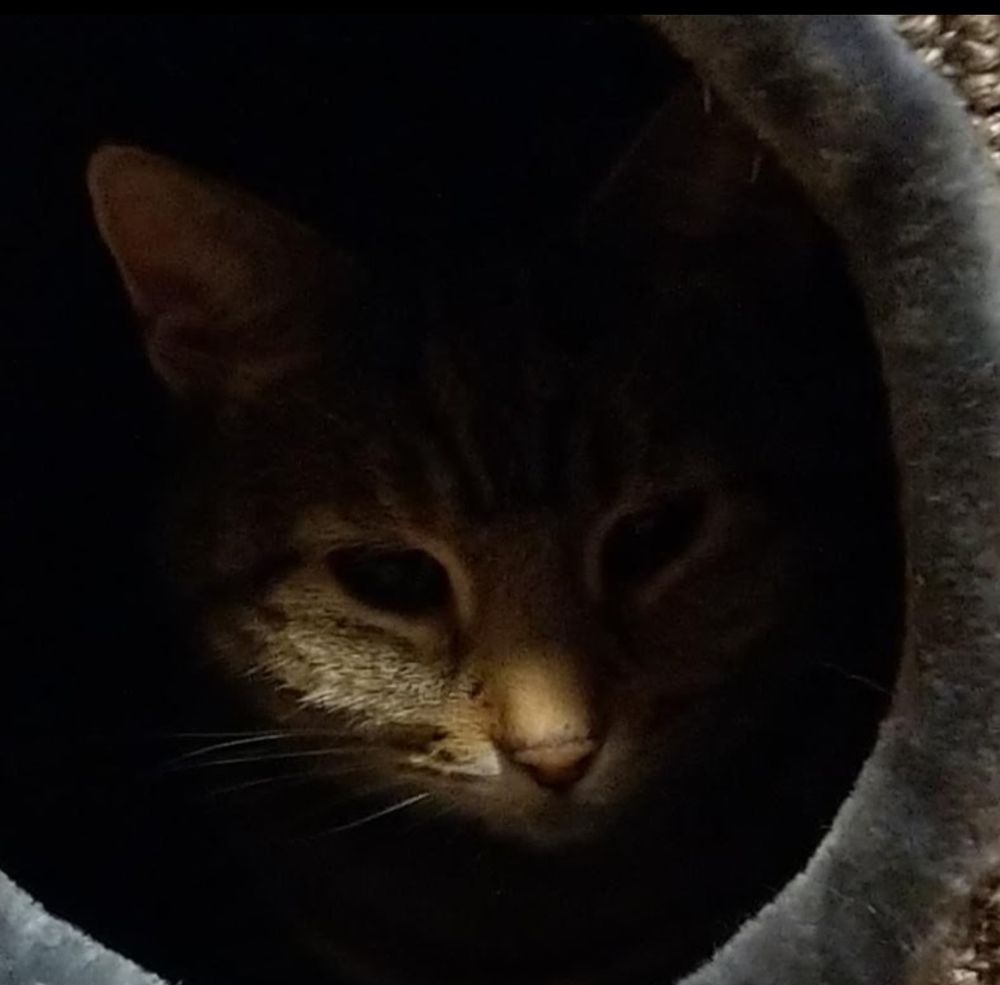 Miezi, eine braun gestreifte Katze, sitzt in einer Katzenhöhle. Man sieht durch den runden Höhleneingang ihr Gesicht aus dem Dunkeln herausschauen.