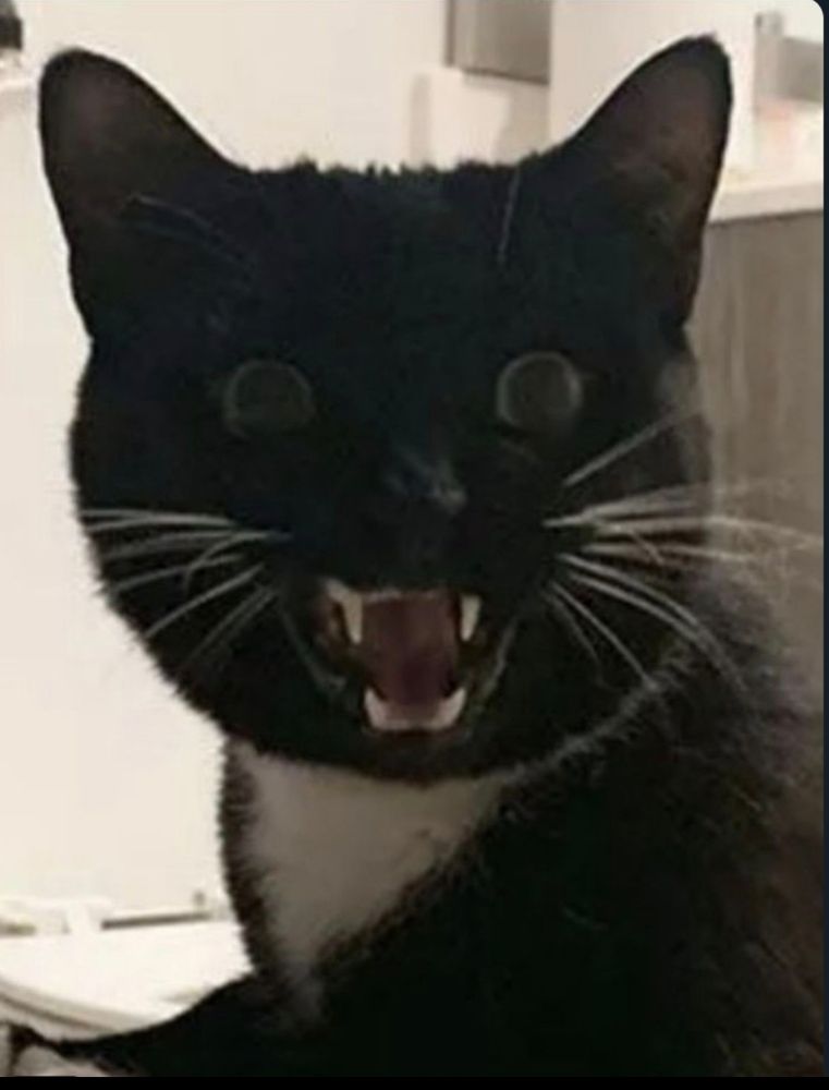 Schwarz-weiße Katze guckt mit großen Augen und zeigt Zähne