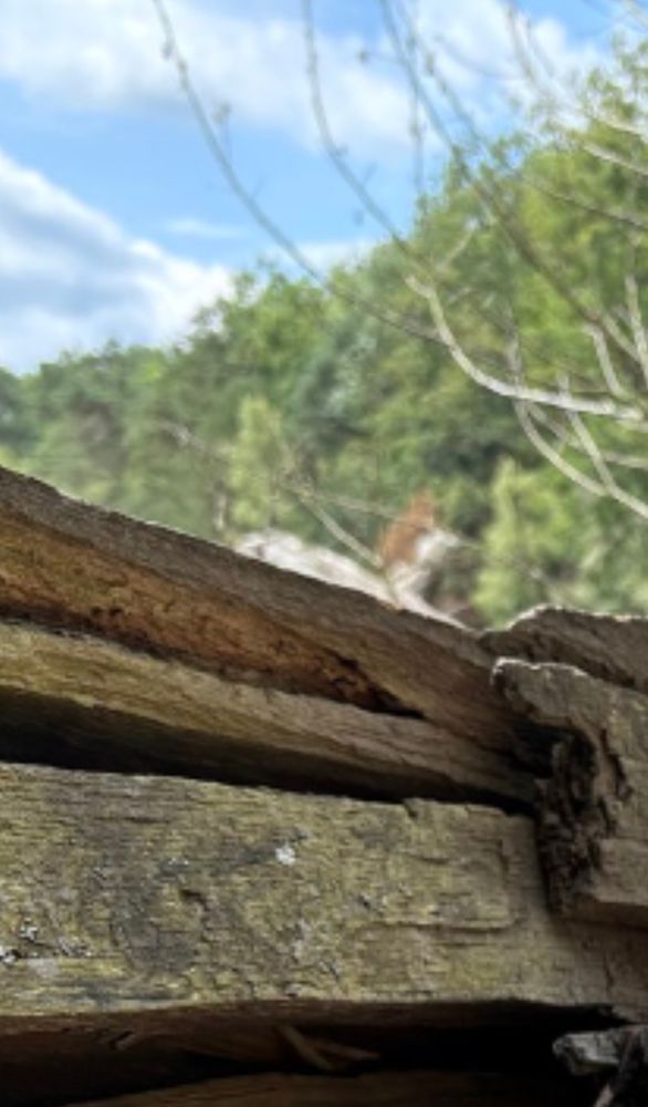 Ausschnitt aus Tovas Foto. Unscharf in der Ferne befindet sich eine undefinierbare Form in weiß und hellbraun bor den Bäumen 