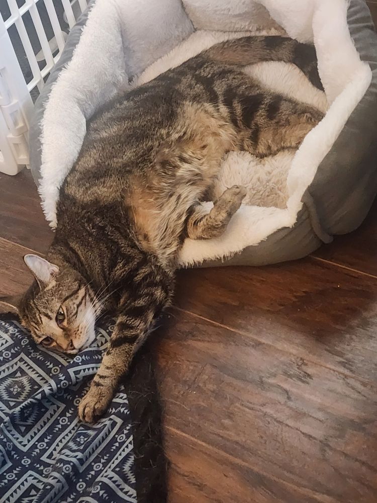 Brown striped tabby cat laying in a fluffy cat bed while using the dogs bed as a pillow