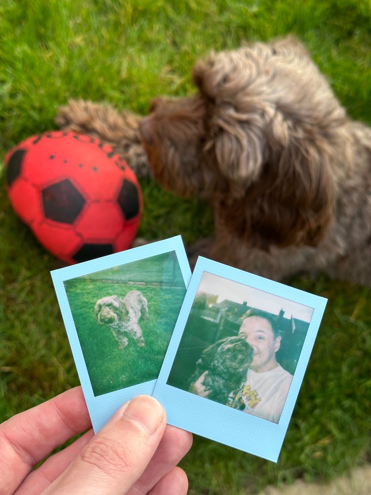 A light brown cockapoo laid down with a deflated red ball. A hand is holding two polaroid photos in front of her. One polaroid is of the cockapoo. The other is of the same cockapoo being held by a man in a white t-shirt.