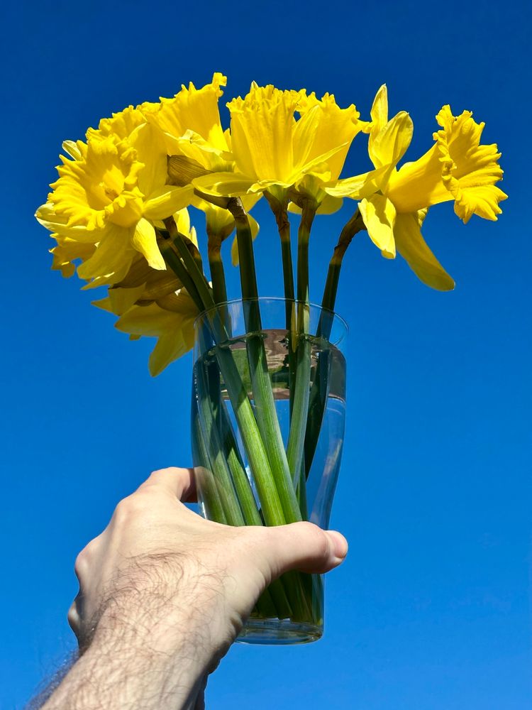 A glass vase of daffodils held up to a clear blue sky. 