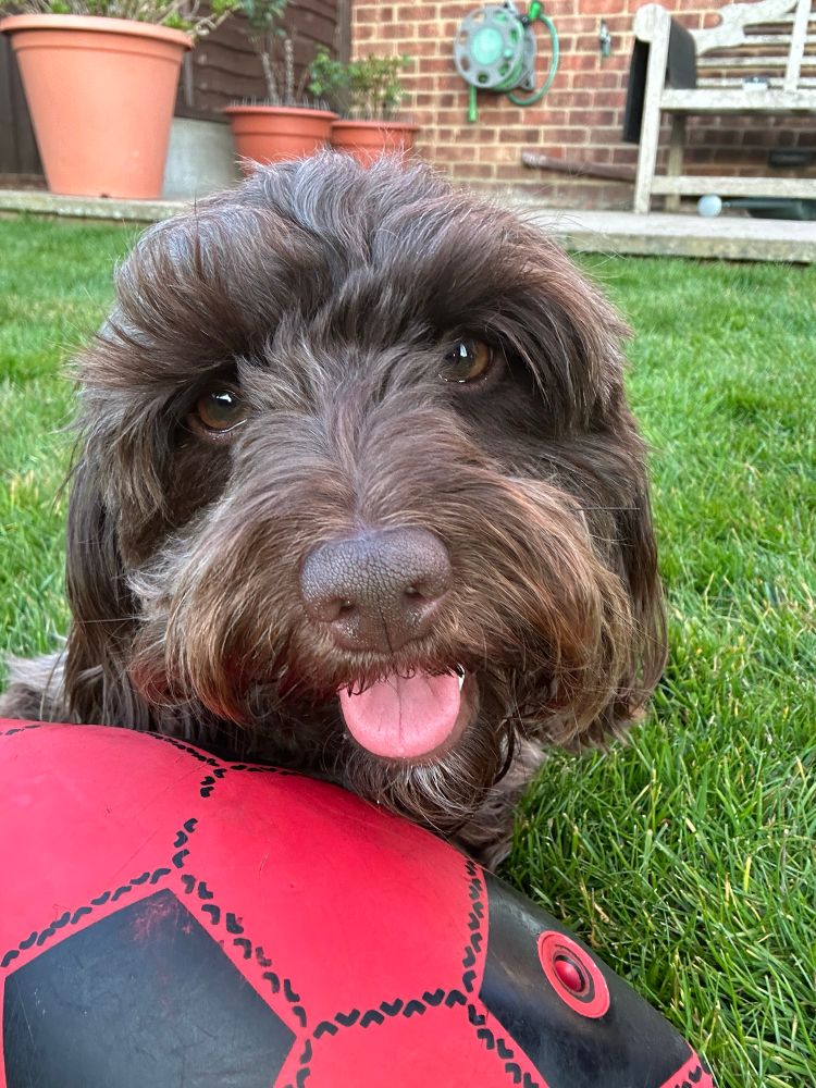 A light brown cockapoo with her tongue partially out. She is standing close to the camera with a red ball partially in shot. 
