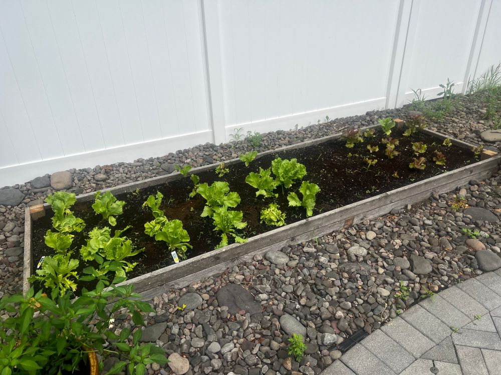 A raised garden bed with lettuce