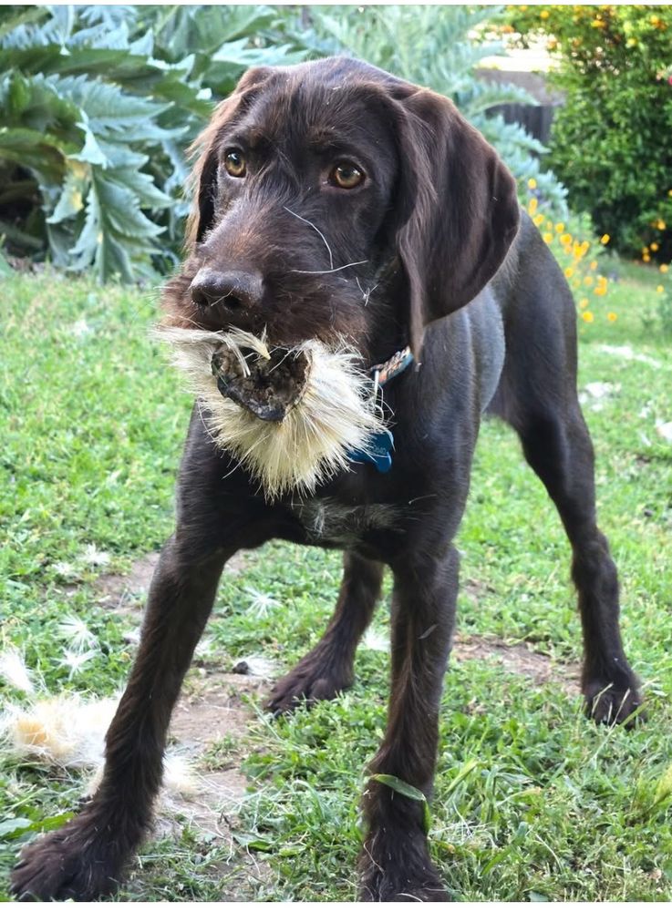 Brown German pudelpointer dog looks like she has grown a white goatee but it’s just a thistle