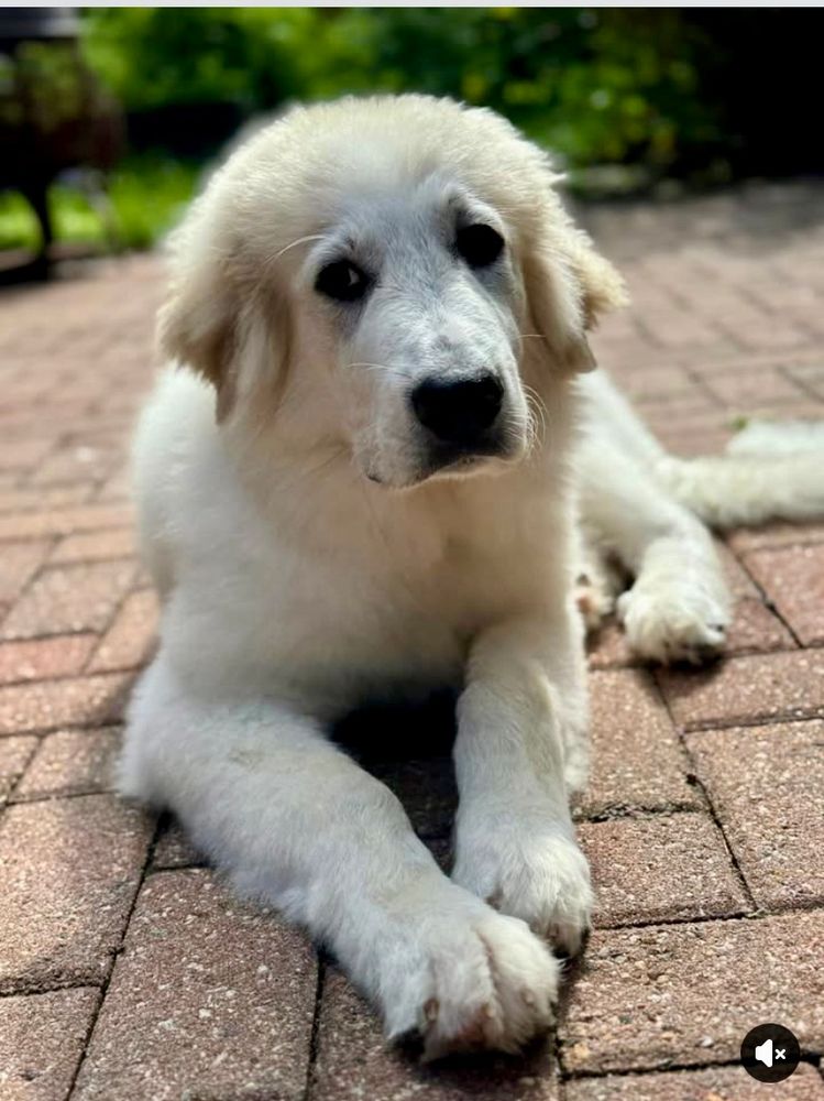 This floofy white Great Pyrenees puppy lies on a brick patio with a bright green lawn and trees in the background. He looks a little sad. Tell him he’s a good boy