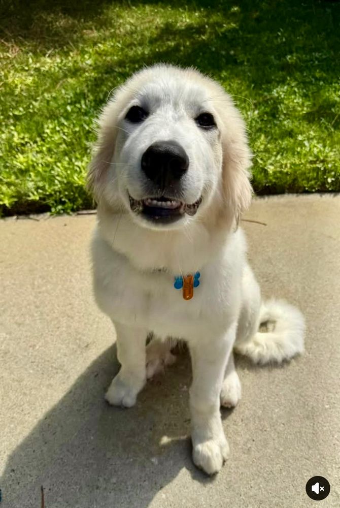 White floofy Great Pyrenees puppy with huge brown eyes and very boopable brown nose sits on sidewalk next to green grass and smiles at you