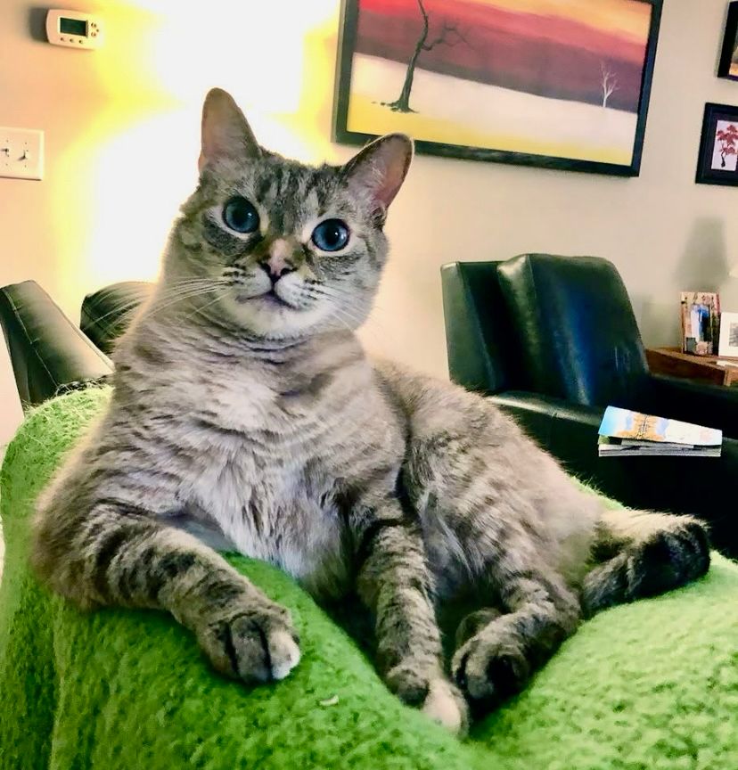 Silver tabby with blue eyes looks up eagerly on green blanket. 