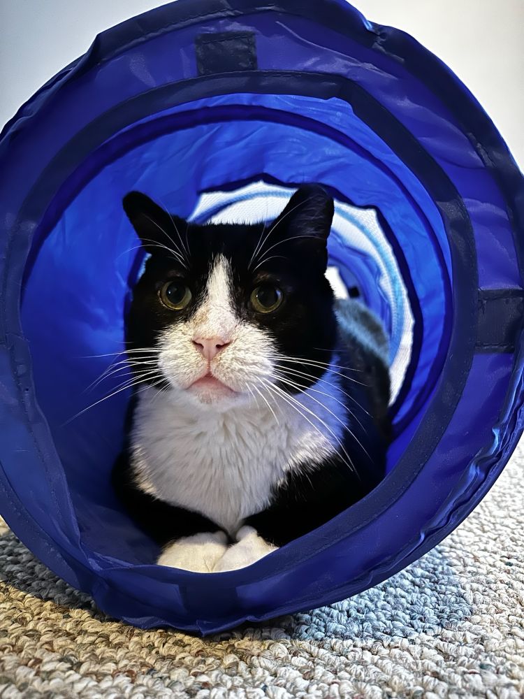 Tuxedo cat lying down in a nylon tunnel