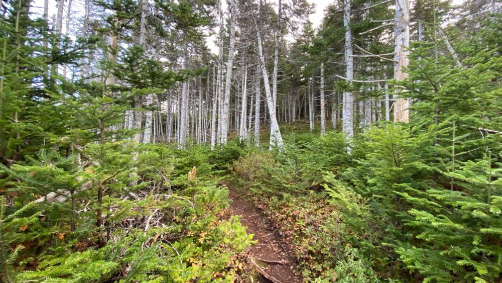 a view of vertical grey-trunked trees and evergreen trees with a brown footpath down the centre