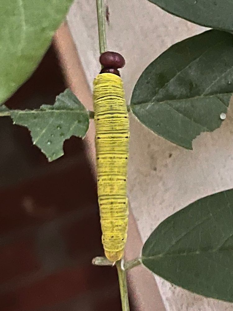 A wrinkly yellow caterpillar that seems to have a tight collar on its neck. Just the teeniest neck and a big ol’ body and a big brown head. All on some green pinnately compound leaves with herbivory. 