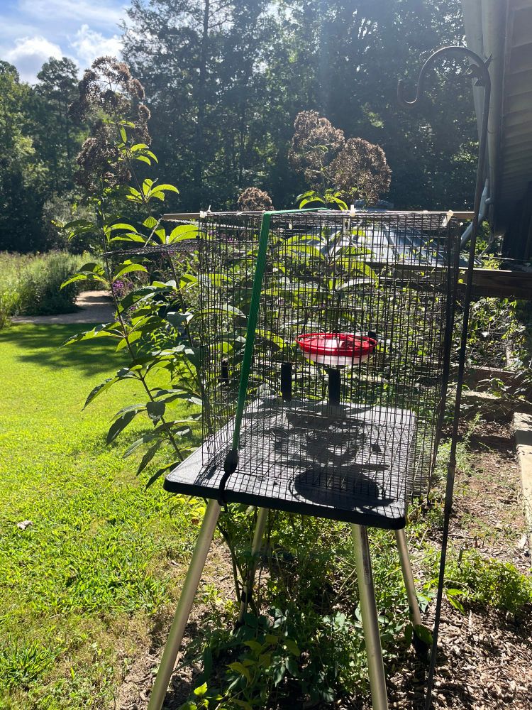 A surprisingly effective hummingbird trap made of a feeder + a hamster cage + string